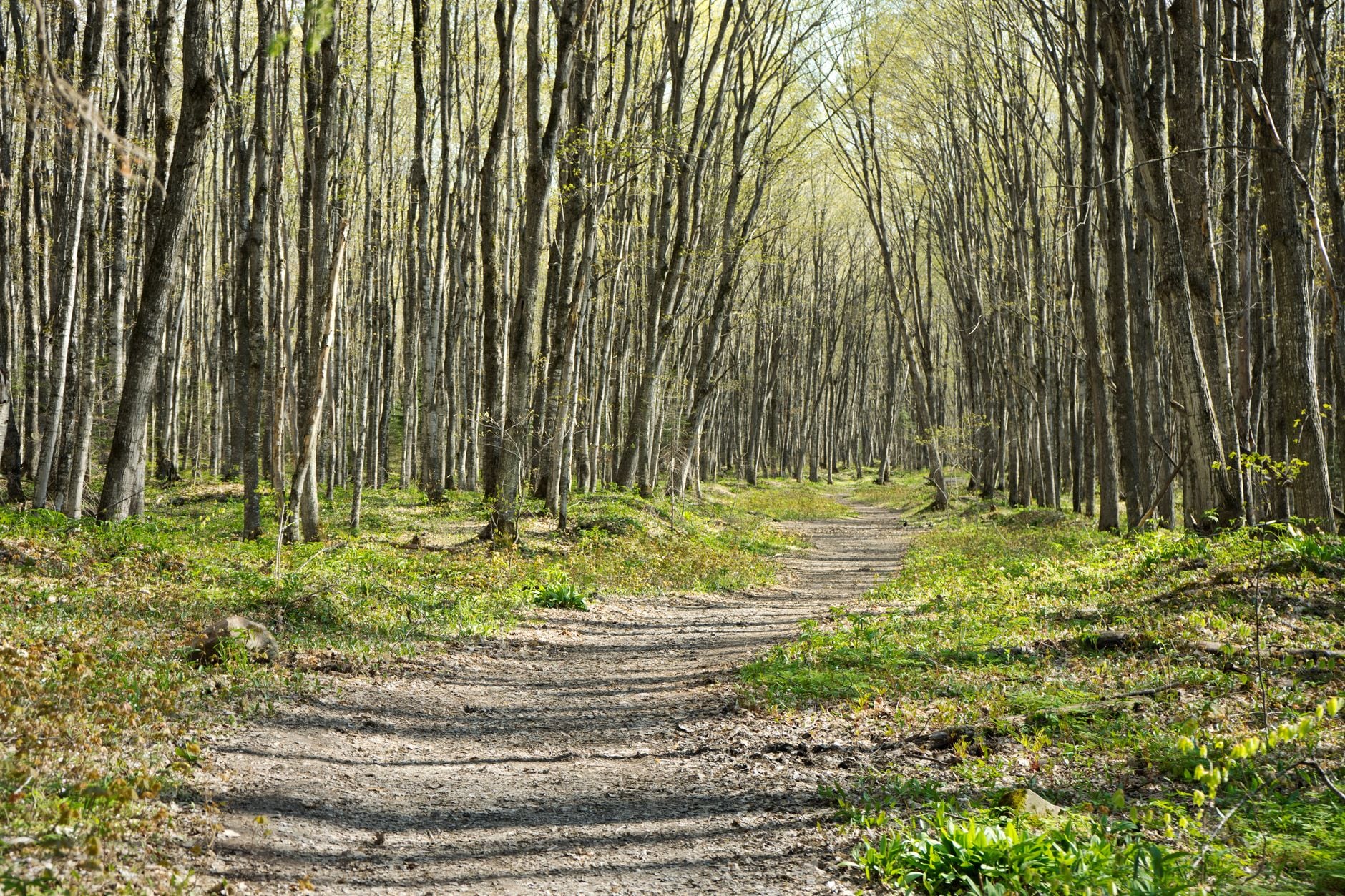 Best Hiking Trails Near Ann Arbor for Every Fitness Level