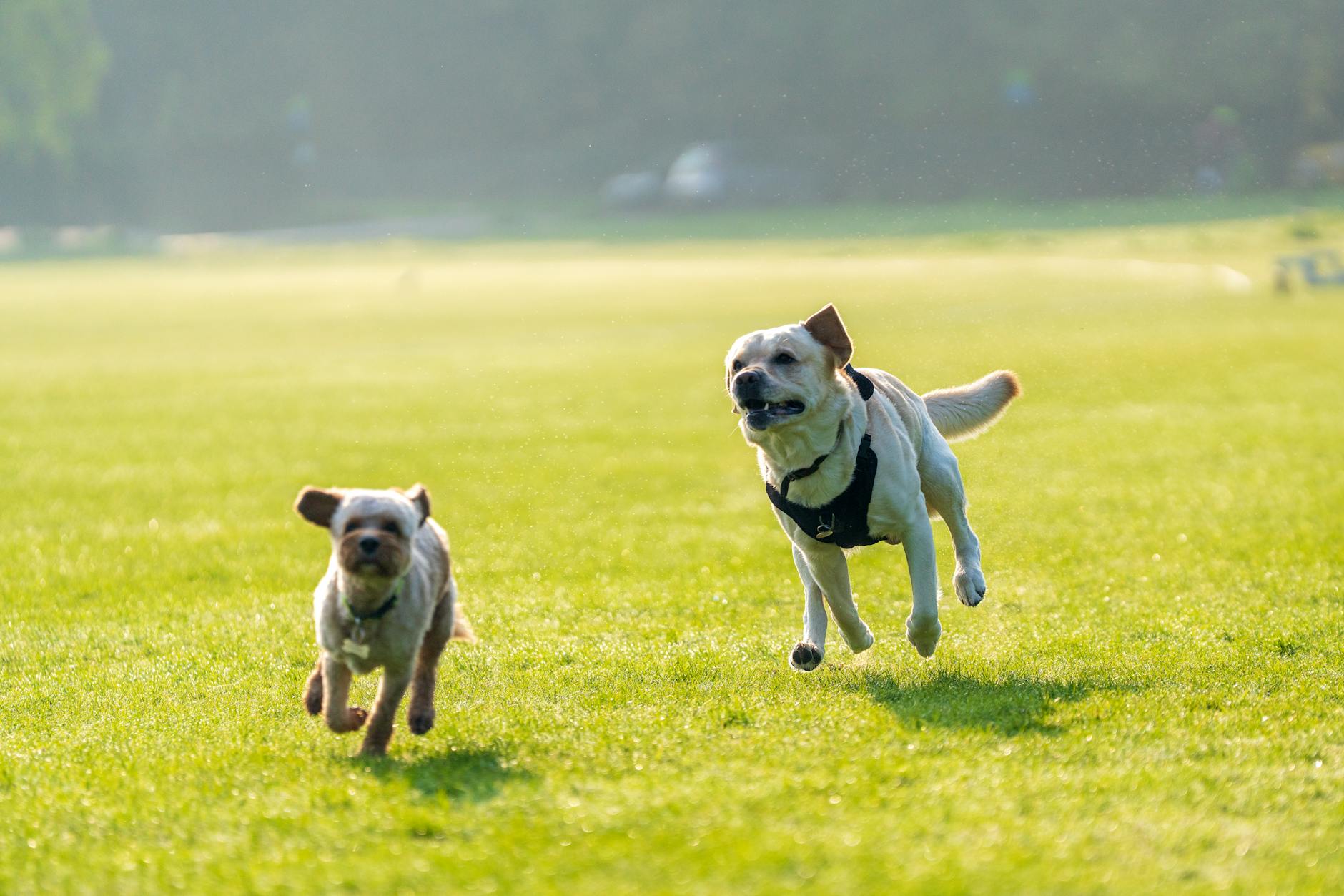 Best Dog Parks in Ann Arbor and Washtenaw County