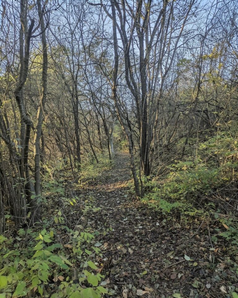Eisenhower Park