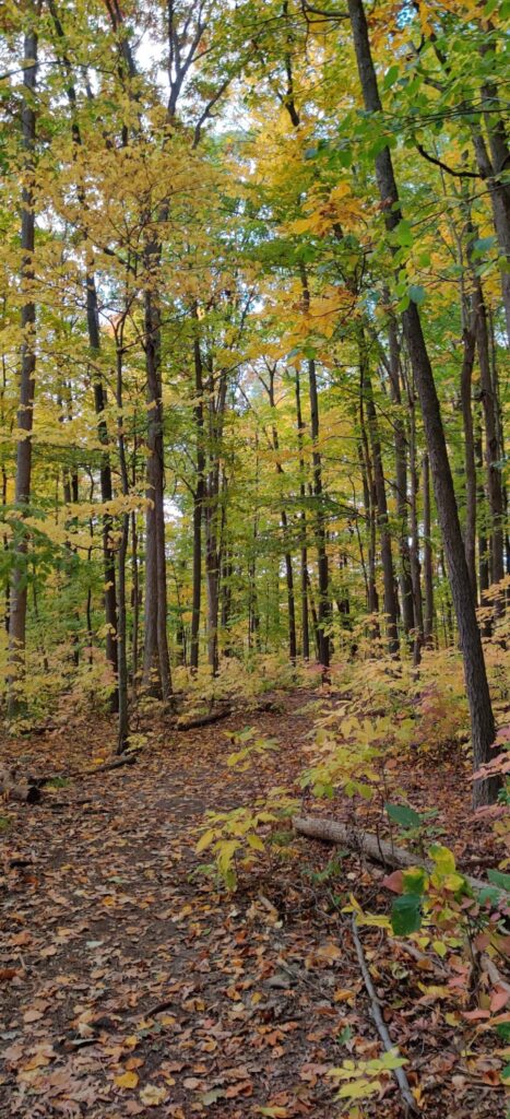 Arbor Hills Nature Area, Ann Arbor