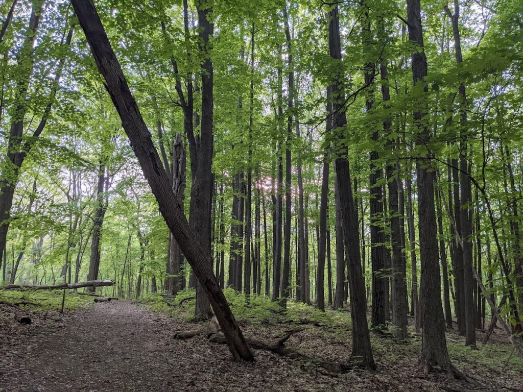 Bird Hills Nature Area, Ann Arbor