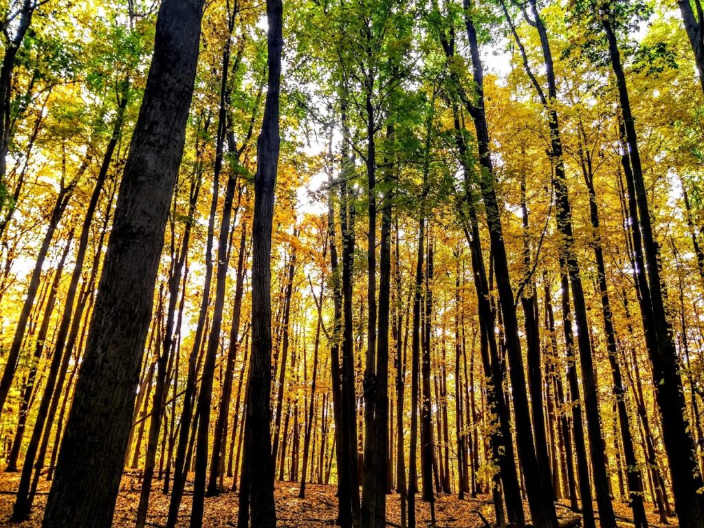 Bird Hills Nature Area, Ann Arbor