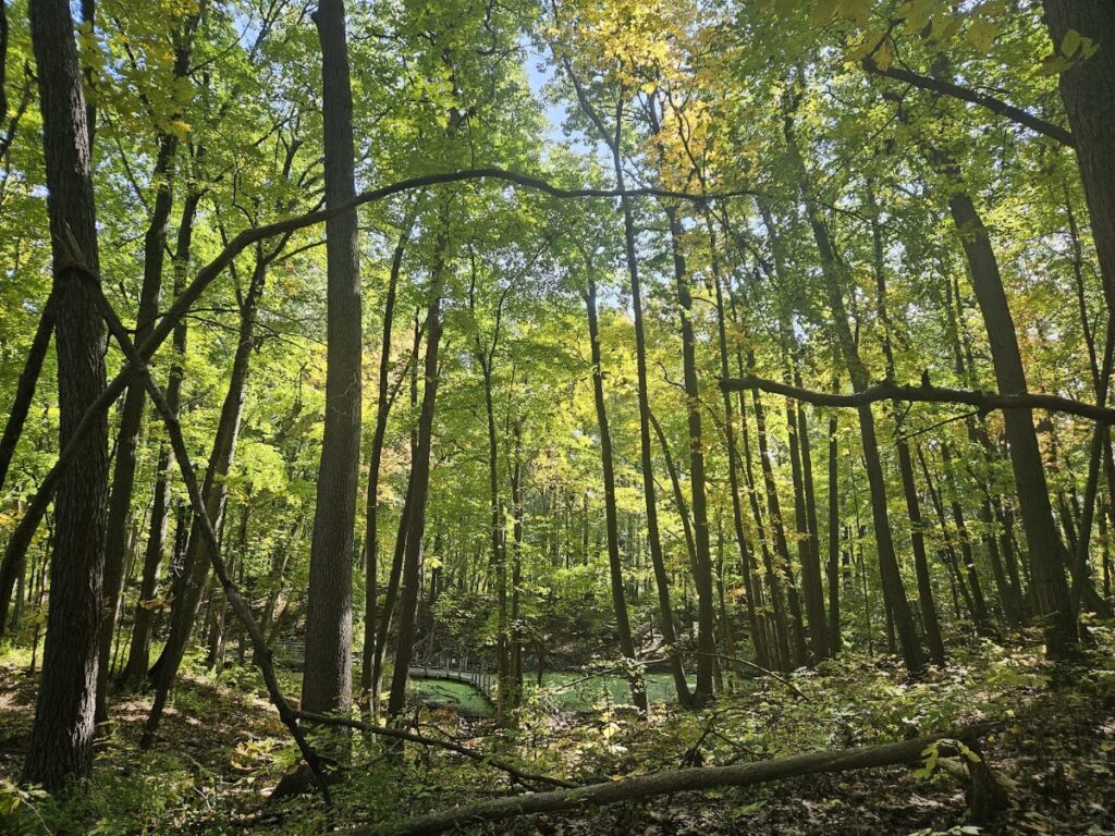 Black Pond Woods Nature Area, Ann Arbor