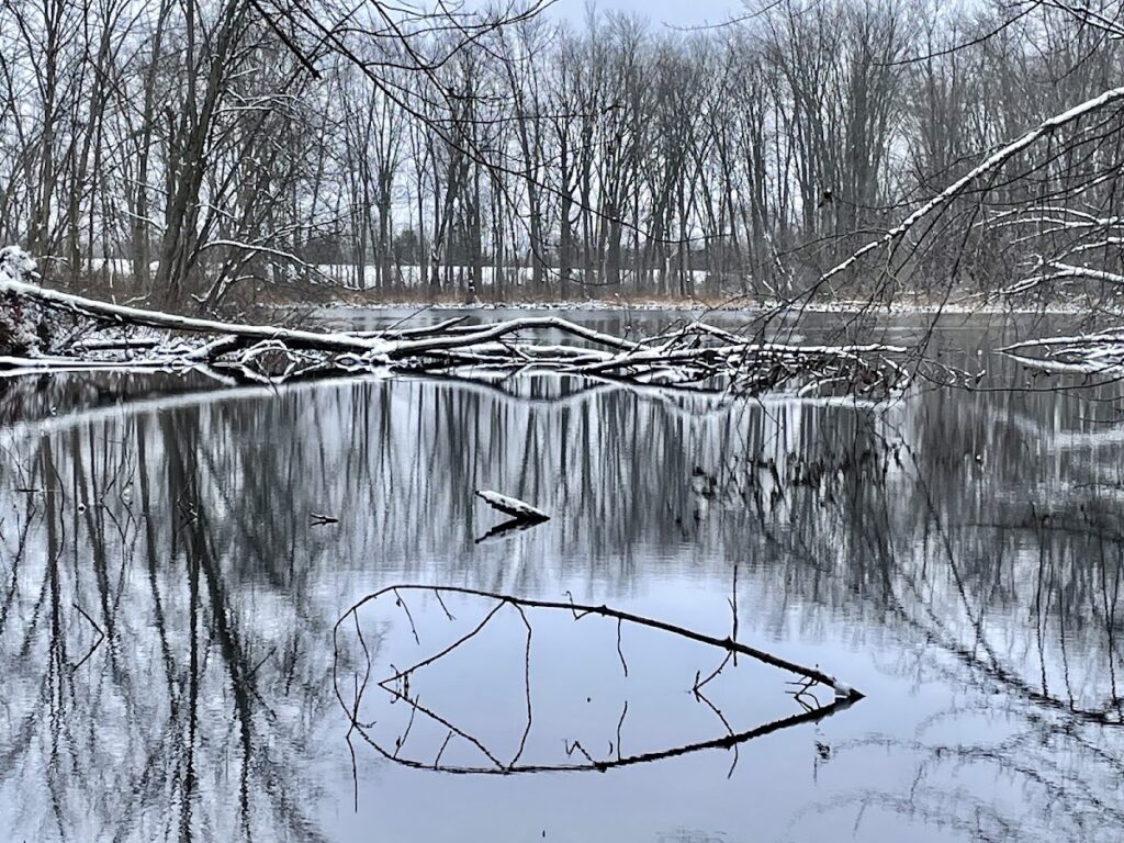 Brauer Preserve, Ann Arbor
