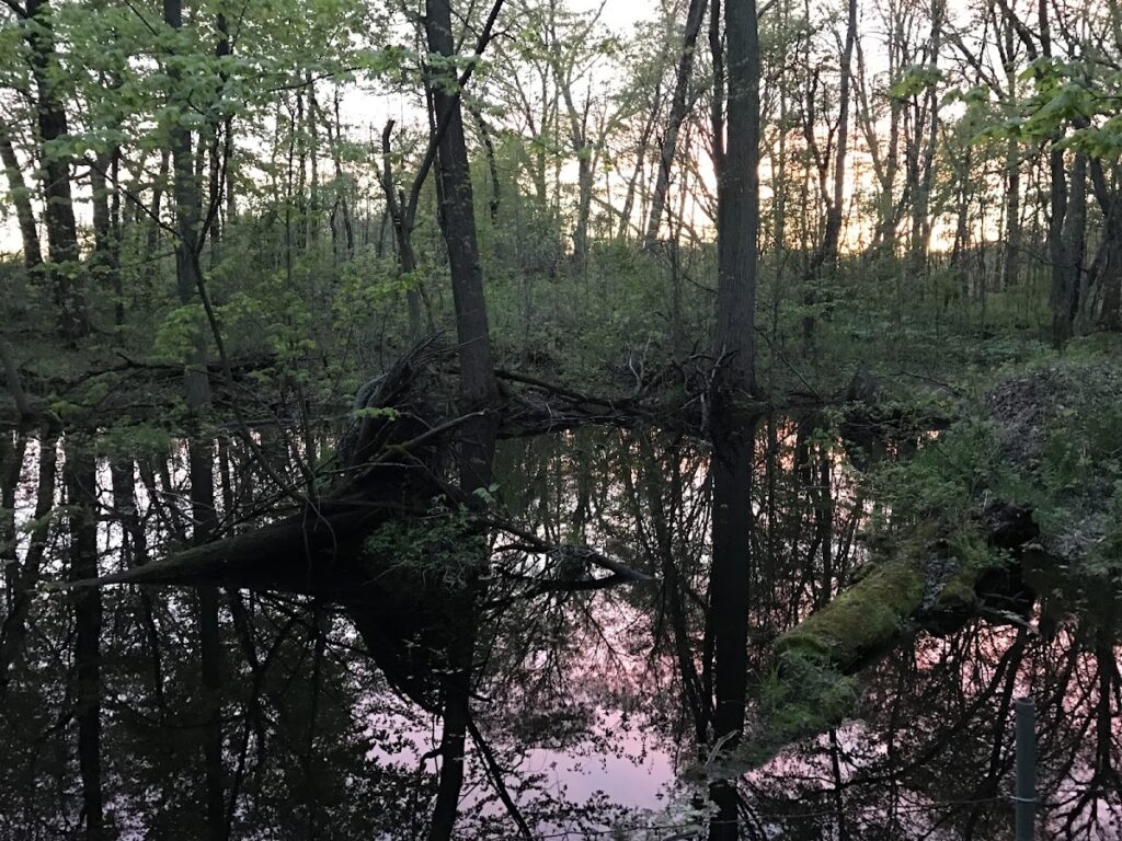 Brauer Preserve, Ann Arbor