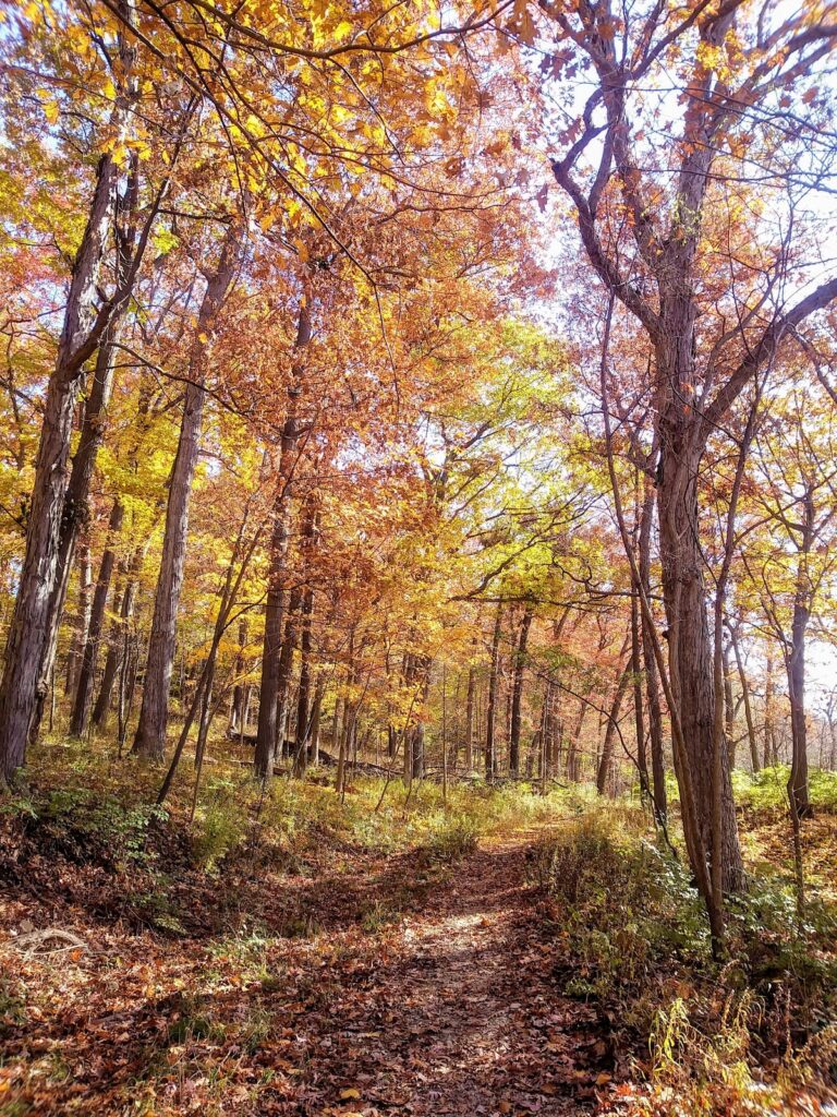 Cedar Bend Nature Area, Ann Arbor