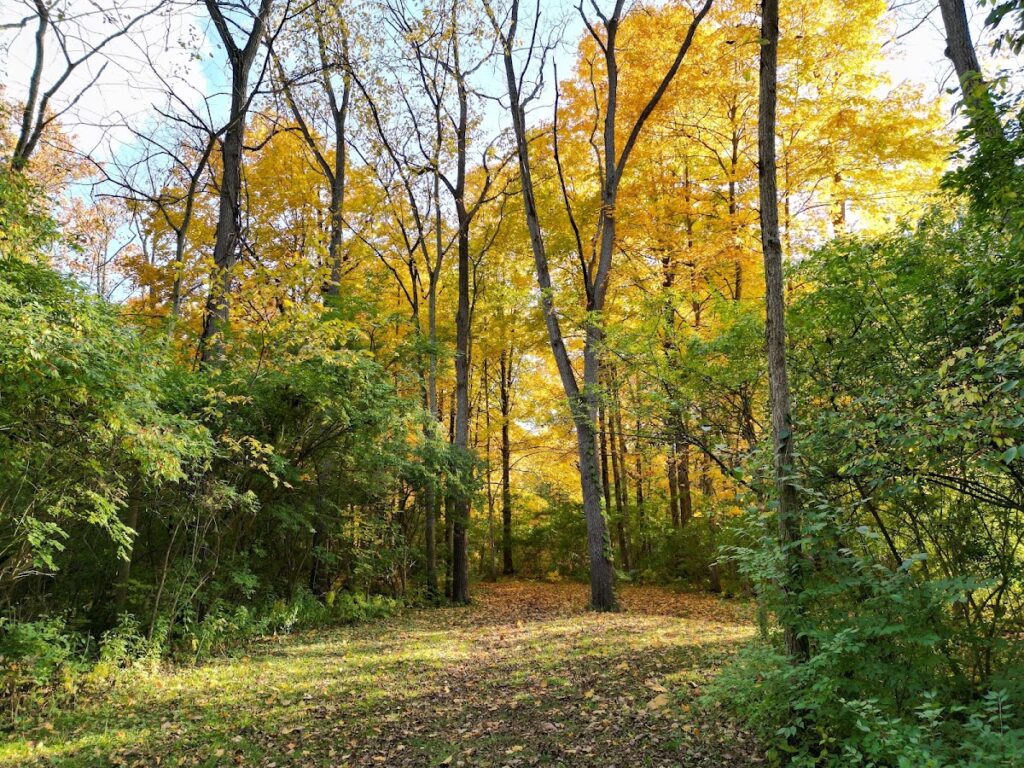 Curtiss Park, Ann Arbor