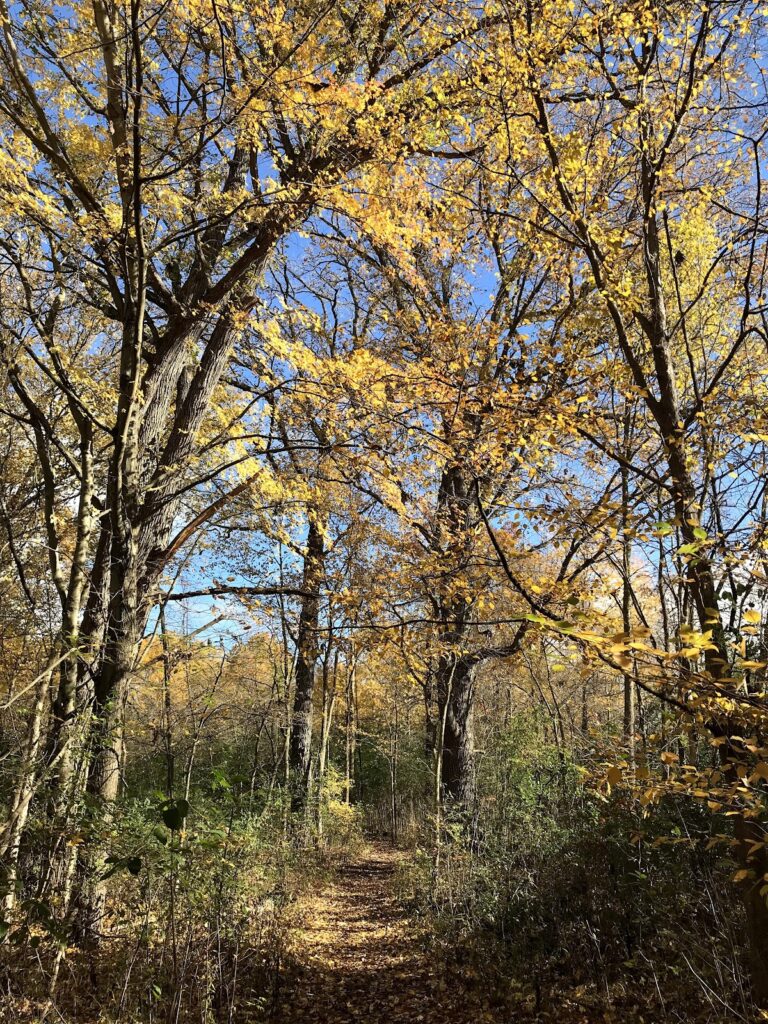 Devine Preserve, Ann Arbor