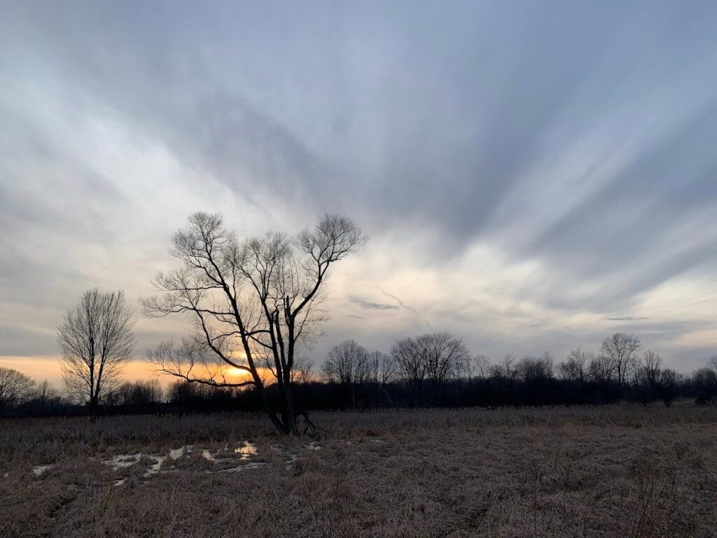 Devine Preserve, Ann Arbor