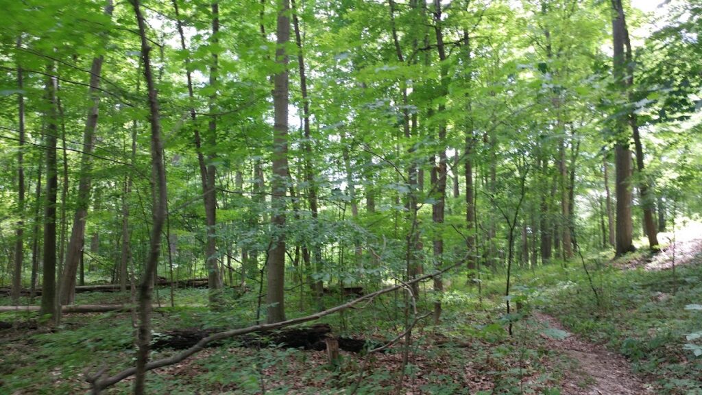 Dhu Varren Woods Nature Area, Ann Arbor