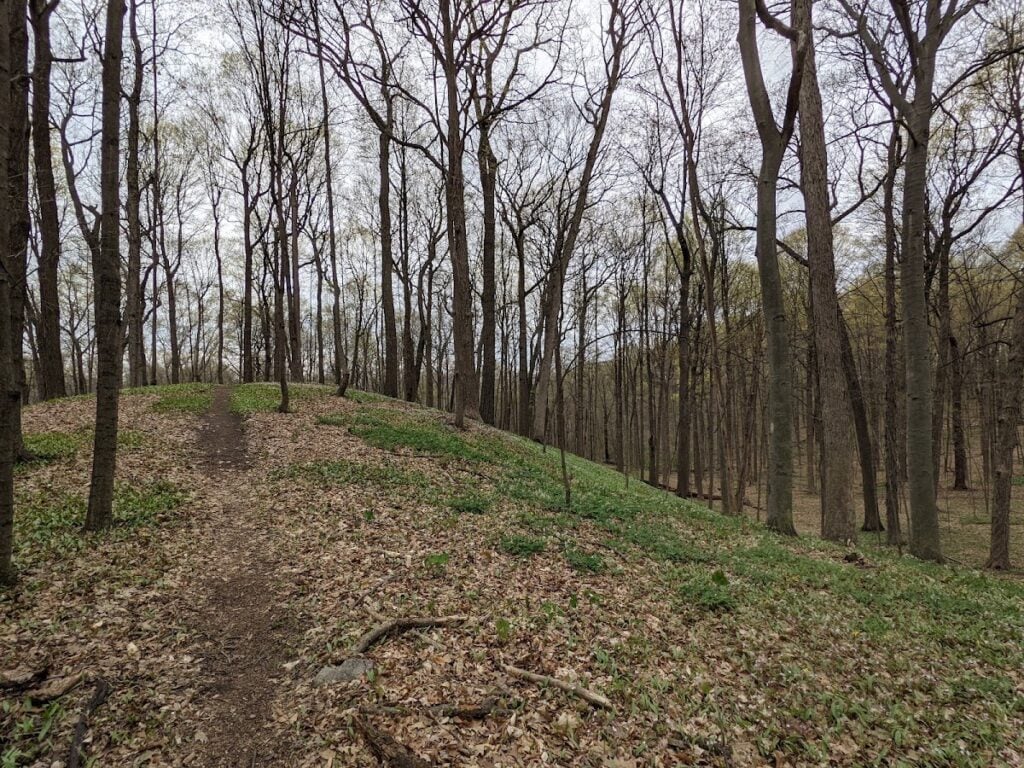 Dhu Varren Woods Nature Area, Ann Arbor