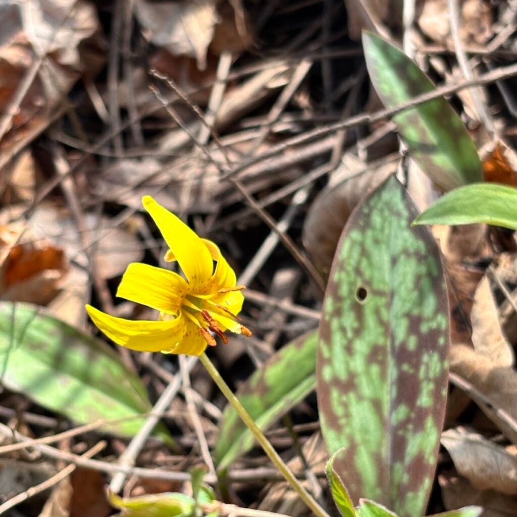 Dicken Woods Nature Area, Ann Arbor