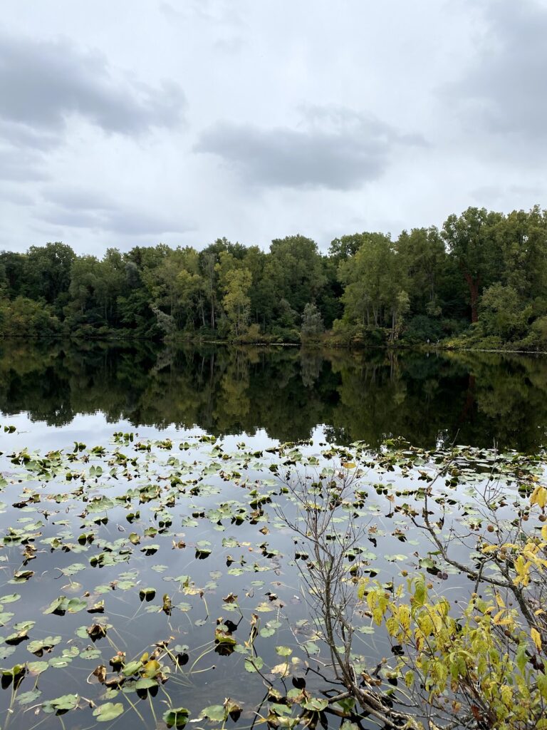 Dolph Nature Area, Ann Arbor