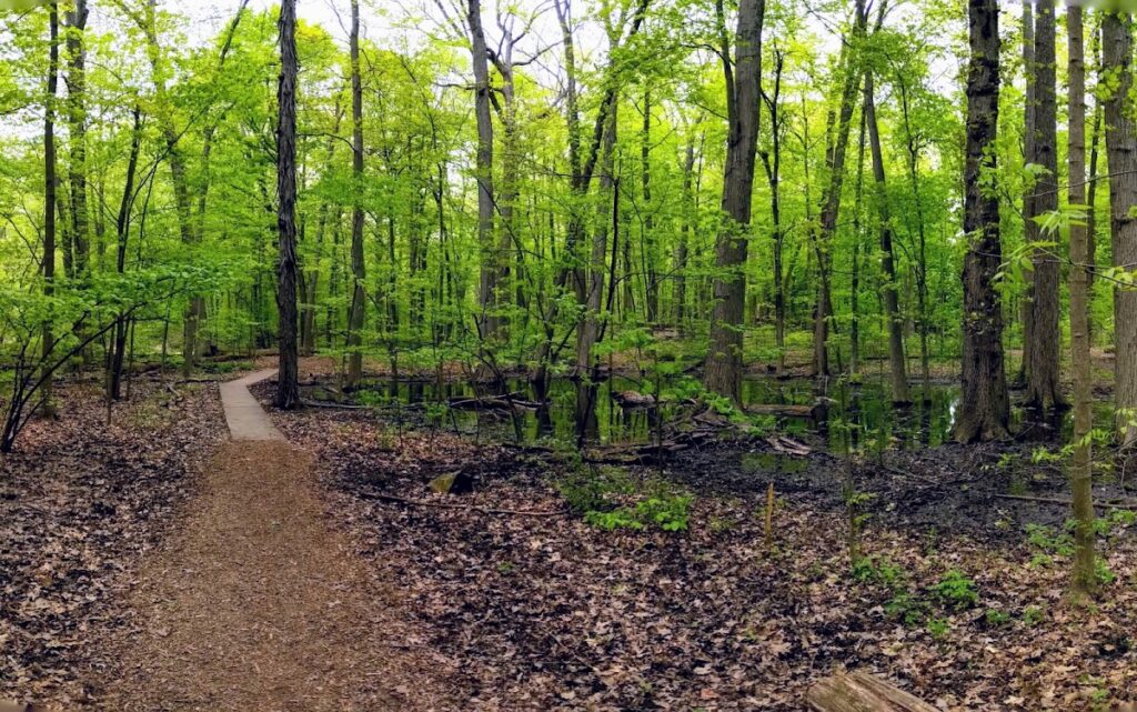 Eberwhite Nature Area, Ann Arbor