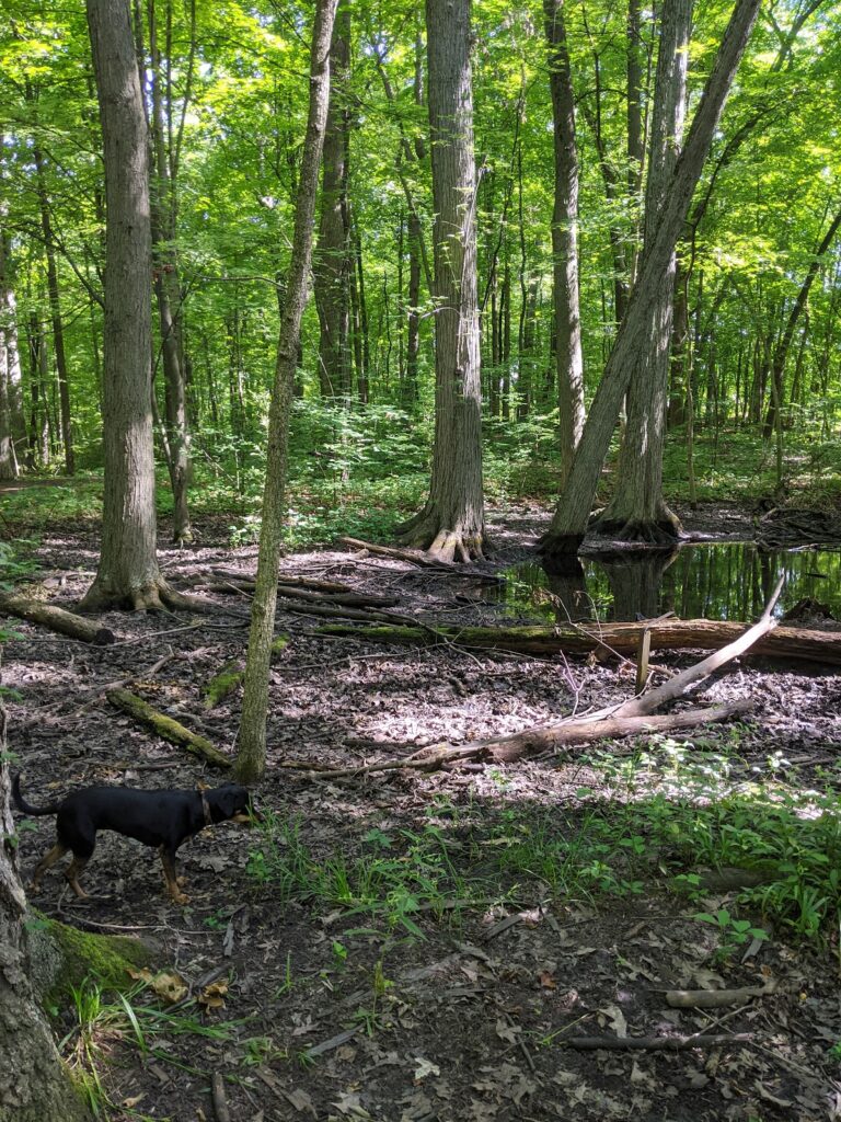 Eberwhite Nature Area, Ann Arbor