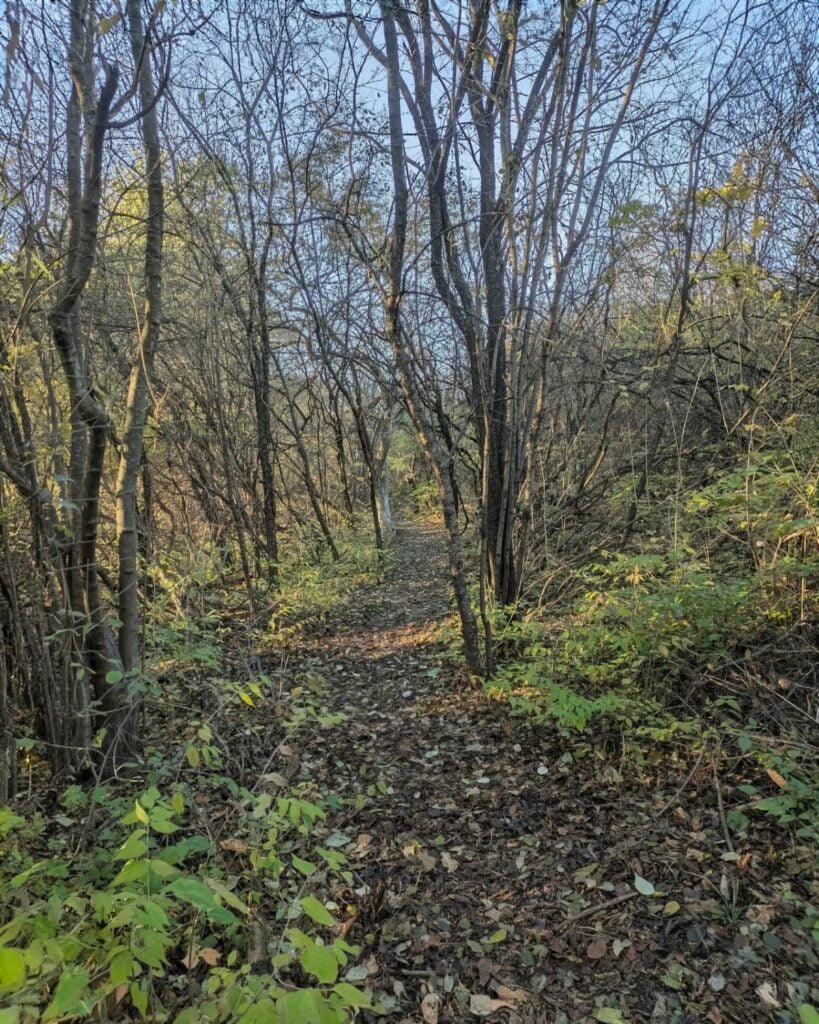 Eisenhower Park, Ann Arbor
