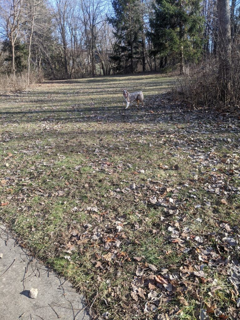 Evergreen Park, Ann Arbor