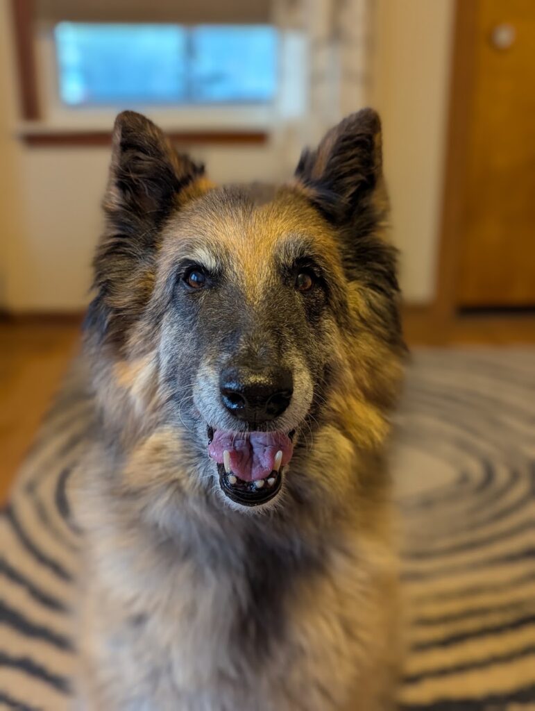 Great Lakes Veterinary Dentistry, Ann Arbor