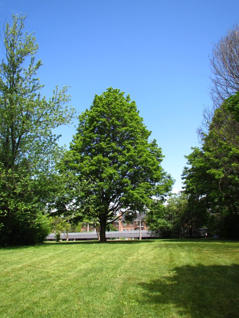 Greenbrier Park, Ann Arbor