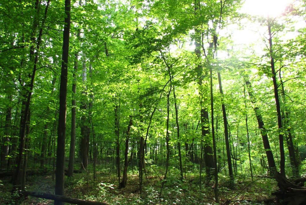 Hansen Nature Area, Ann Arbor