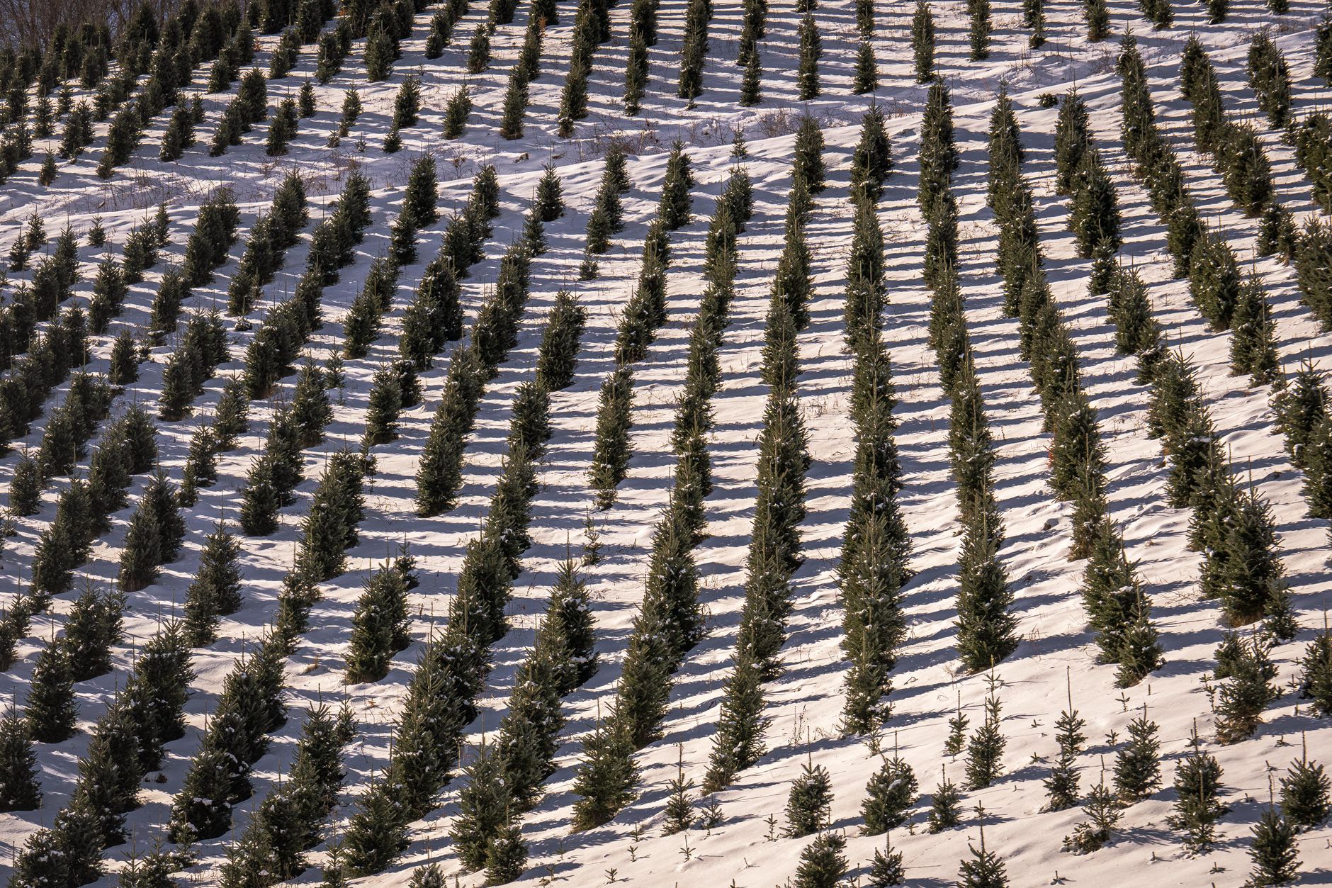 Rows of Christmas trees on a farm near Ann Arbor, Michigan (stock photo by Mark Stebnicki)